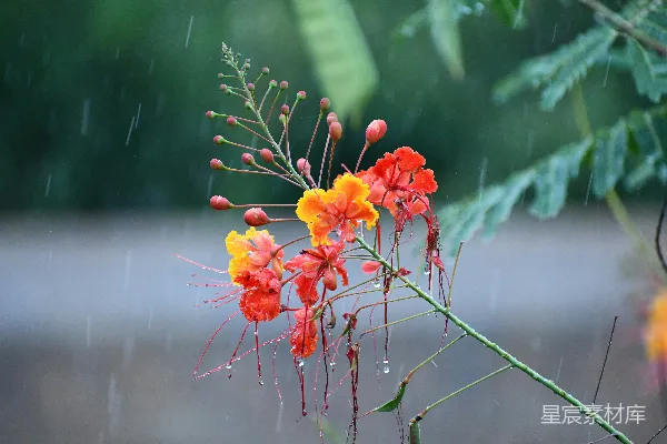 高清摄影 细雨中花朵开得鲜艳美丽。