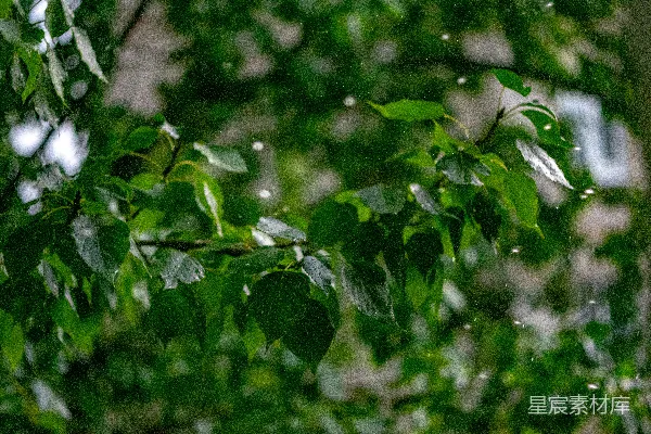 高清摄影 背景中一棵繁茂的树的一处特写