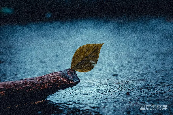 高清摄影 黑色背景上的枯黄干叶
