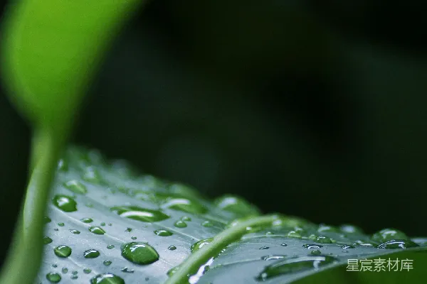 高清摄影 绿叶上的水珠