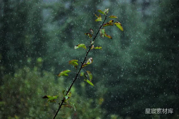 高清摄影 雨中的一根枝条上长满了绿色的叶子