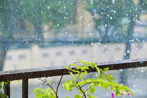 高清摄影 一只鸟坐在雨中的栏杆上