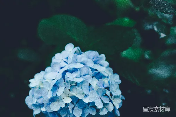 高清摄影 青色花瓣的花朵，绿色的叶子