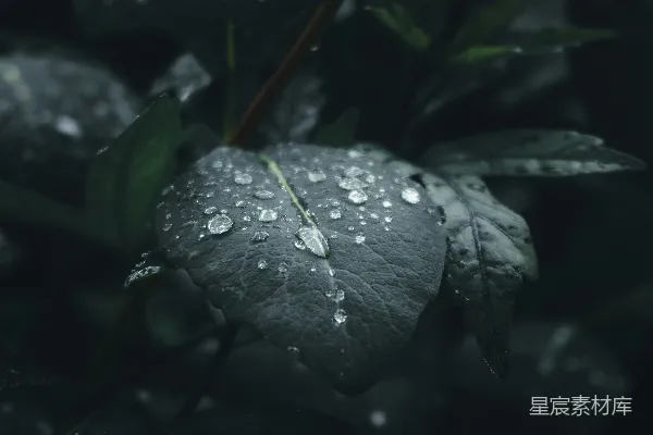 高清摄影 绿色叶片上的水滴