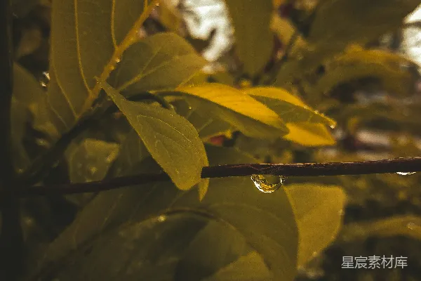 高清摄影 一棵树的树枝特写