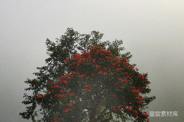 高清摄影 白天开花的红花瓣树