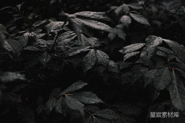 高清摄影 植物的灰度照片