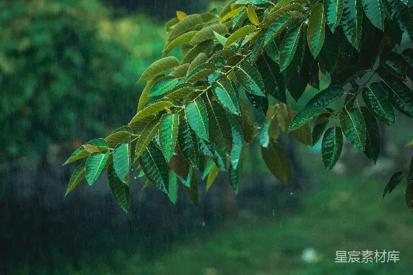 高清摄影 雨中一棵枝头长满绿叶的树杈