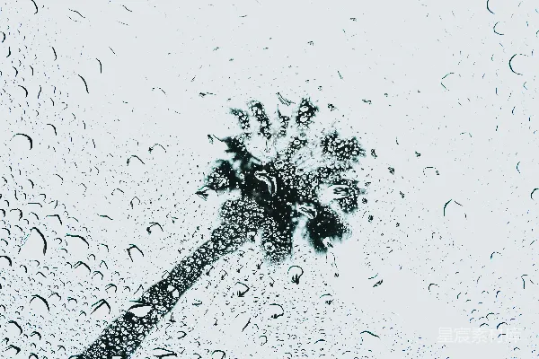 高清摄影 水露壁纸