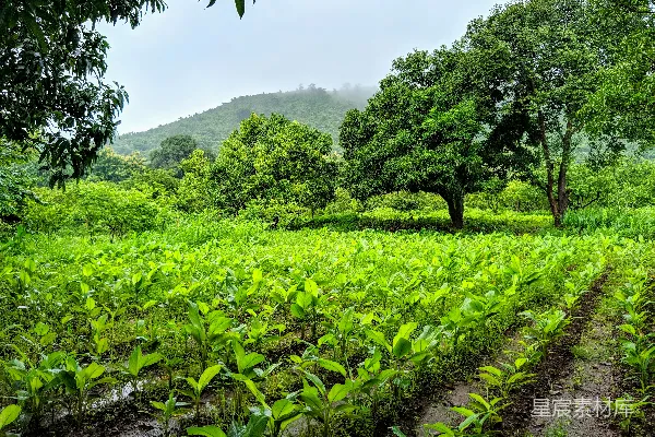 高清摄影 白天绿草青青，绿树成荫。