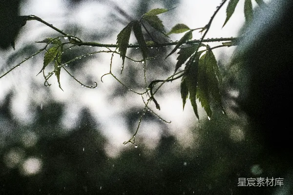 高清摄影 绿叶植物上凝聚的水珠