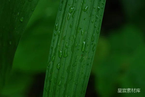 高清摄影 绿色植物上的水珠