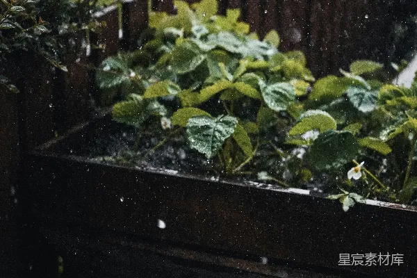 高清摄影 满窗的绿植在雨中