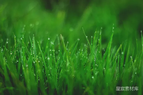 高清摄影 近景摄影中的绿草