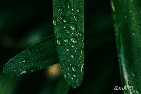 高清摄影 绿叶上的水珠