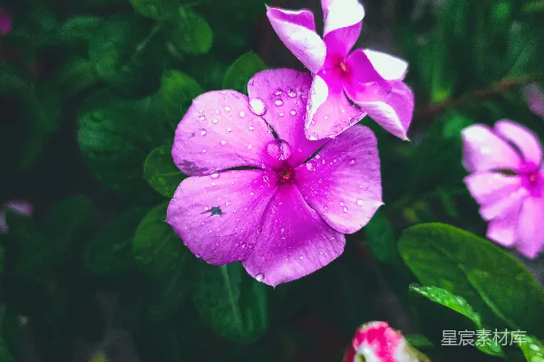 高清摄影 一束带着水珠的紫色花朵