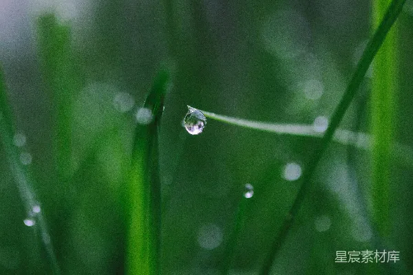 高清摄影 绿草上的露珠