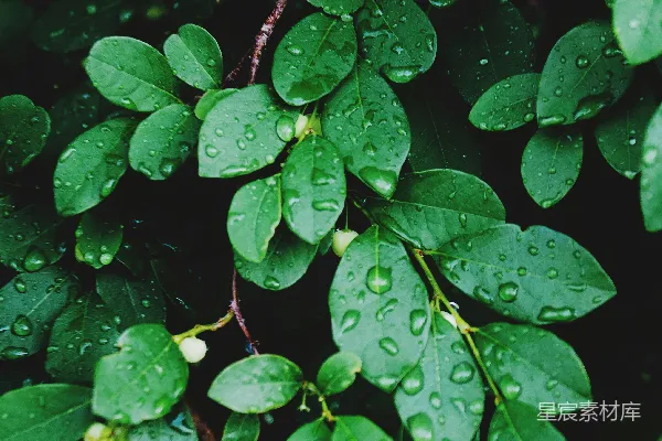 高清摄影 绿叶植物