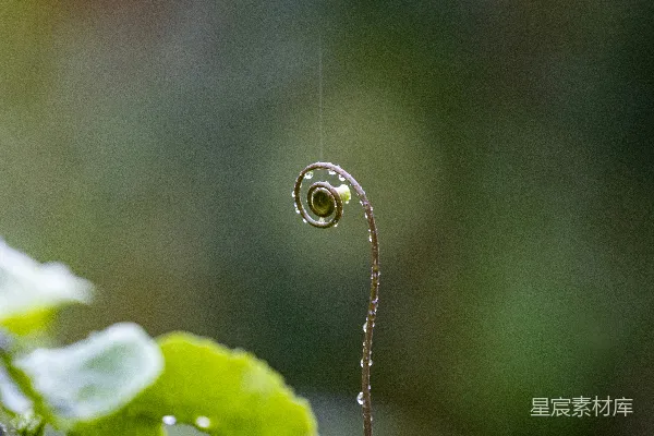 高清摄影 一片植物的特写镜头中，可以看到上面有水珠。
