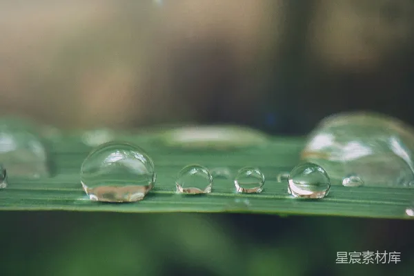 高清摄影 白天绿草上的水滴