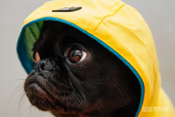 高清摄影 成年黑犬身穿黄色雨衣