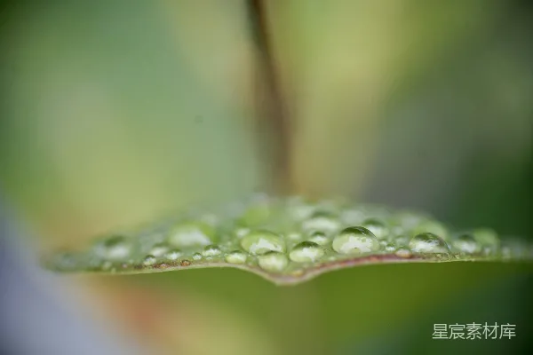 高清摄影 一片叶子的特写镜头，上面附着几滴水珠。