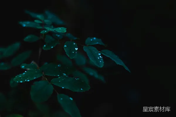 高清摄影 带水珠的红叶