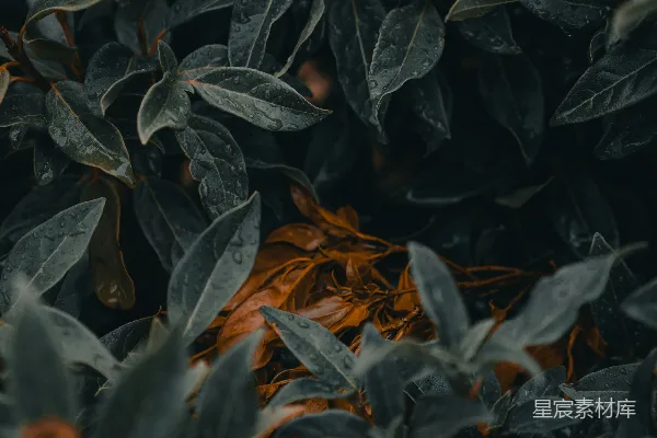 高清摄影 绿色植物