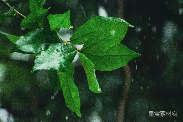 高清摄影 雨中树干上的一片绿叶