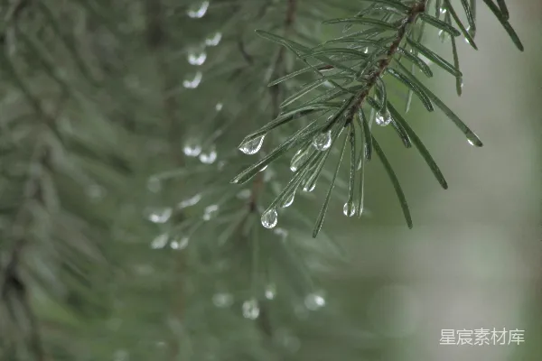 高清摄影 一株松树上挂着水滴的树枝