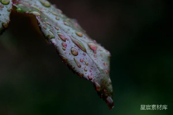高清摄影 一片叶子的特写镜头，上面挂着几滴水珠。
