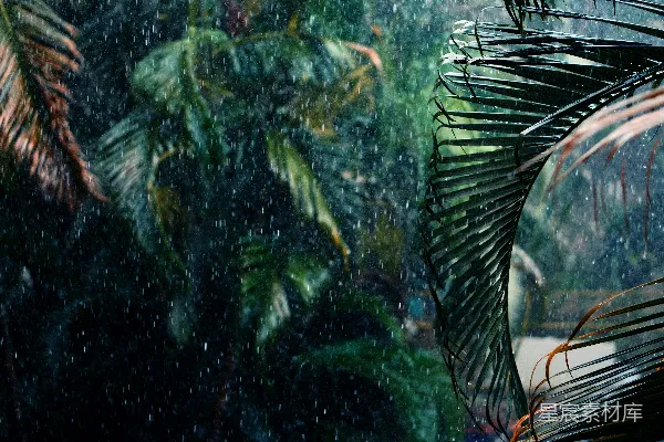 高清摄影 透过蒙上雨珠的窗户看热带森林的一片风景