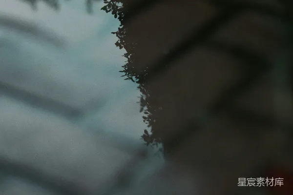 高清摄影 水洼中树的倒影
