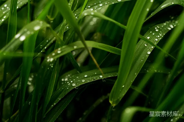 高清摄影 草叶上的露珠特写