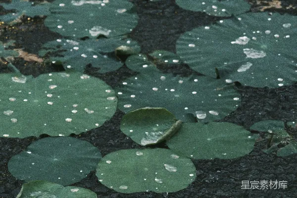 高清摄影 一束生长在地面上的水生植物