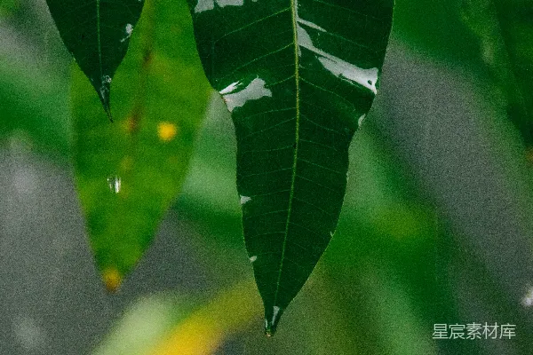 高清摄影 一棵树上挂着一片大大的绿叶