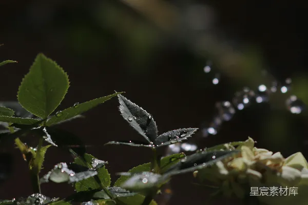 高清摄影 一朵花的特写镜头，上面附着几滴水珠。