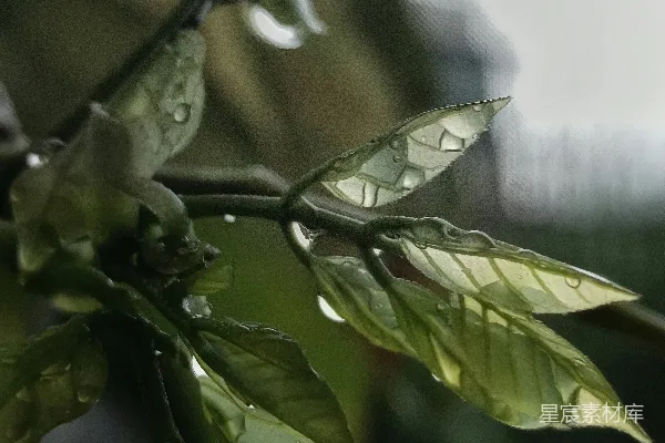 高清摄影 植物上近景，带有水滴
