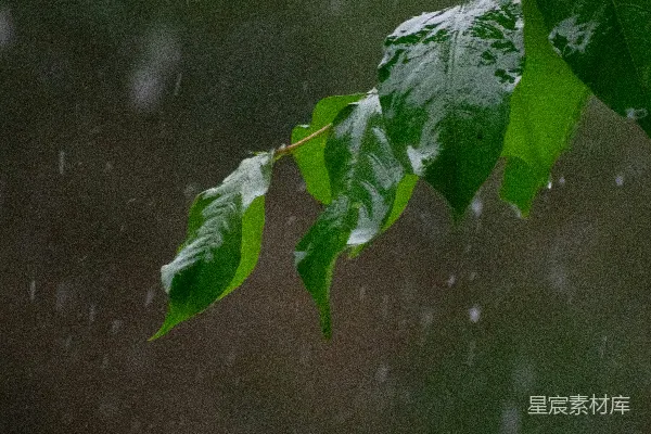 高清摄影 雨滴落在鲜绿的树叶上。