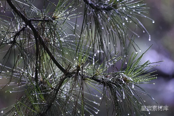 高清摄影 一棵松树的特写镜头，上面挂着雨滴