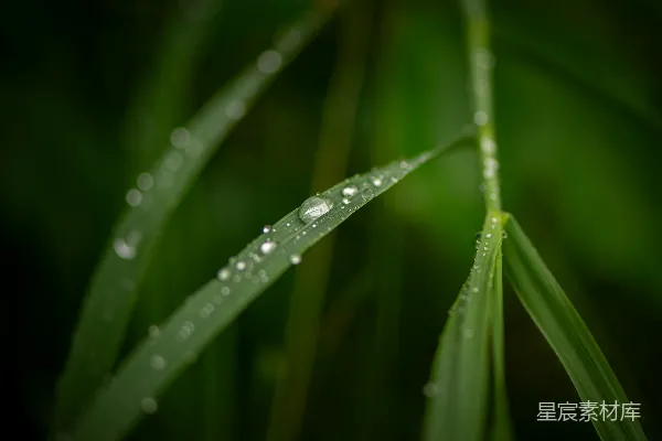 高清摄影 一个绿植的特写镜头，上面有水珠。