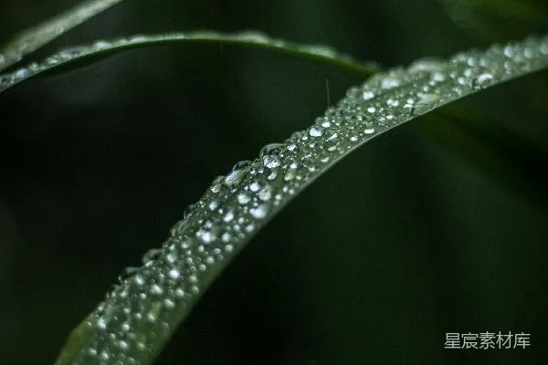高清摄影 绿叶上的水滴