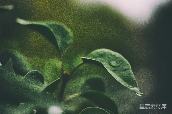 高清摄影 聚焦于绿色叶片植物的选择性摄影
