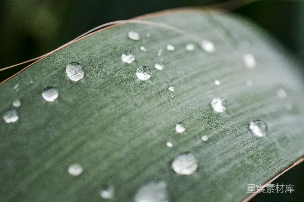 高清摄影 绿色叶片上露珠的聚焦摄影