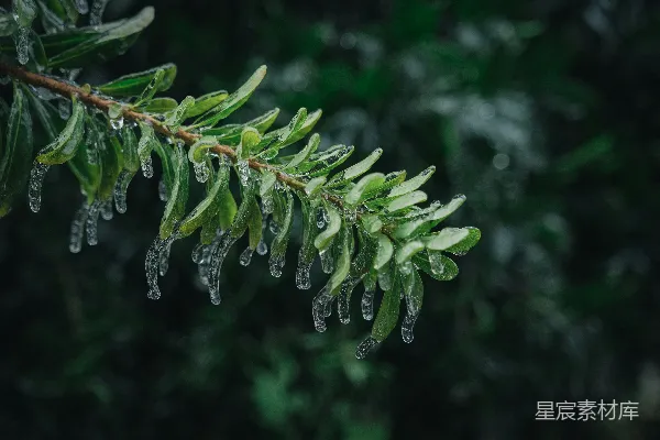 高清摄影 树干上挂着几滴水珠的特写镜头