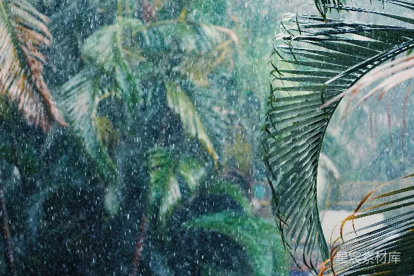 高清摄影 透过窗户看的一片热带雨林