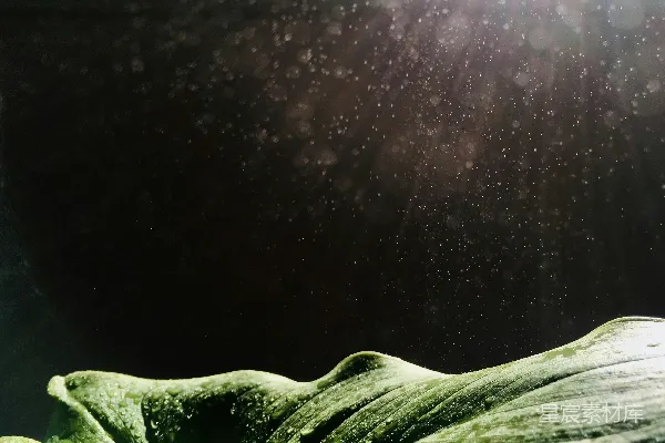 高清摄影 水下的一片叶子