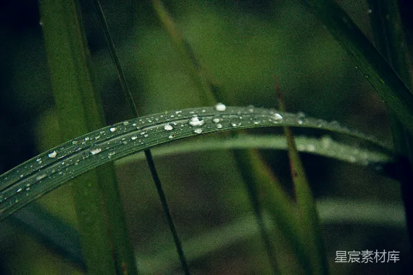 高清摄影 绿叶植物