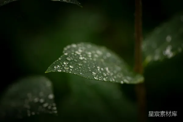 高清摄影 一片叶子上挂着水珠