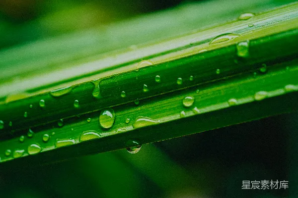高清摄影 绿叶上的水珠